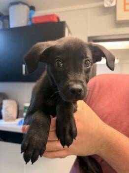 Labrador Retriever and Mixed Breed Dogs Available for Adoption in Bowling Green, Kentucky - Corndog | PetCurious