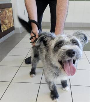 Schnauzer and Mixed Breed Dogs Available for Adoption in Derwood, Maryland - OSWALD | PetCurious