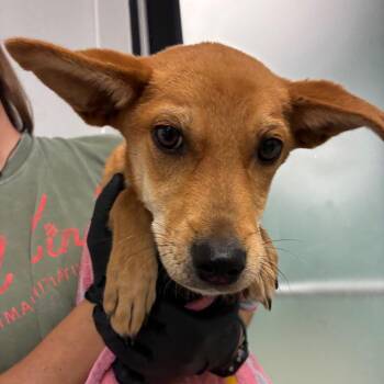 Brownie -  Mixed Breed Dog for Adoption in Abilene, Texas - Brownie | PetCurious