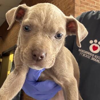 Pit Bull Terrier Dogs Available for Adoption in Birmingham, Alabama - Beatrice | PetCurious