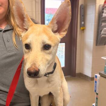 Bingo -  Shepherd and Mixed Breed Dog for Adoption in San Antonio, Texas - Bingo | PetCurious