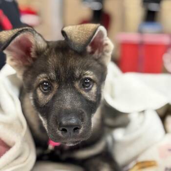 German Shepherd Dog Dogs Available for Adoption - Merida | PetCurious