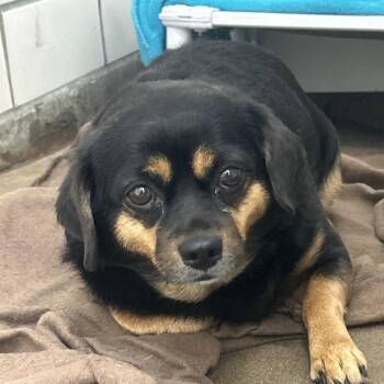 Chihuahua and Mixed Breed Dogs Available for Adoption in Greenville, Pennsylvania - Soju | PetCurious