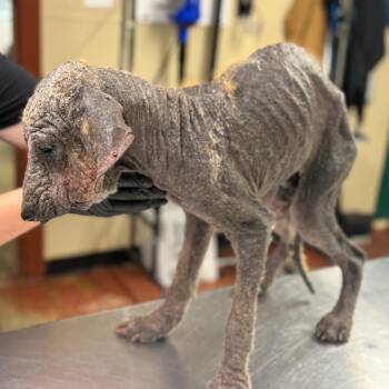 Mixed Breed and Labrador Retriever Dogs Available for Adoption in Pauls Valley, Oklahoma - Maxwell | PetCurious