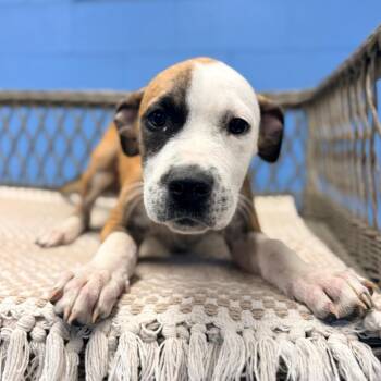 Martie -  Hound Dog for Adoption in Belleville, Illinois - Martie | PetCurious