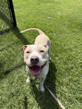 Hawk -  Pit Bull Terrier Dog for Adoption in East Northport, New York - Hawk | PetCurious