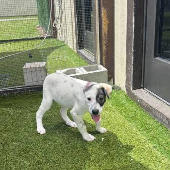 Omari 5739 -  Shepherd and Mixed Breed Dog for Adoption in Loxahatchee Groves, Florida - Omari 5739 | PetCurious