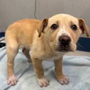Mixed Breed Dogs Available for Adoption - Fat Tuesday | PetCurious
