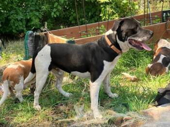Rescue Pit Bull Terrier Dogs for Adoption in Salt Lake City, Utah - Tigger | PetCurious