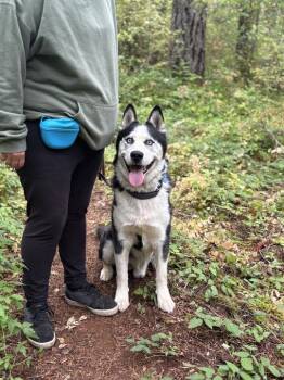 Rescue Siberian Husky Dogs for Adoption in San Rafael, California - Huck | PetCurious