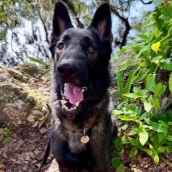 Rescue German Shepherd Dog Dogs for Adoption in Palm Harbor, Florida - Shane | PetCurious