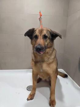 Rescue German Shepherd Dog Dogs for Adoption in Pocatello, Idaho - Jasmine | PetCurious