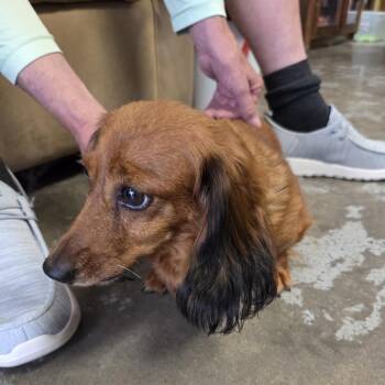 Reba (Shasta) -  Dachshund Dog for Adoption in Branson, Missouri - Reba (Shasta) | PetCurious