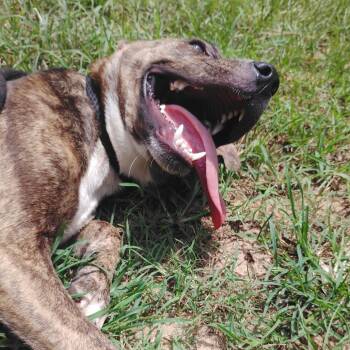 Whimsy -  Mixed Breed Dog for Adoption in Valley, Alabama - Whimsy | PetCurious