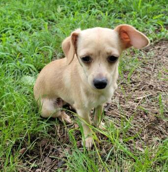 Athena -  Chihuahua Dog for Adoption in Van Alstyne, Texas - Athena | PetCurious