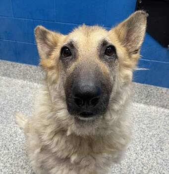 Loba -  German Shepherd Dog Dog for Adoption in Golden, Colorado - Loba | PetCurious