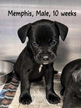 Memphis -  Labrador Retriever Dog for Adoption in Carmel Hamlet, New York - Memphis | PetCurious