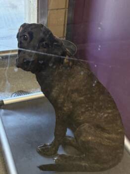 Aspen -  Cane Corso and Black Labrador Retriever Dog for Adoption in Greenfield, Indiana - Aspen | PetCurious
