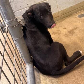 BINDI -  Mixed Breed Dog for Adoption in Corydon, Indiana - BINDI | PetCurious