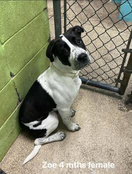 Hound Dogs Available for Adoption in Fort Payne, Alabama - Zoe | PetCurious