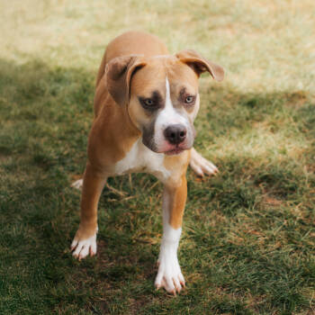 Rescue American Staffordshire Terrier and Mixed Breed Dogs for Adoption in Northbrook, Illinois - Giulia | PetCurious