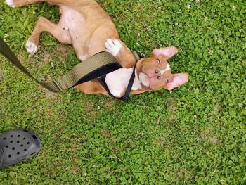 Rescue Pit Bull Terrier Dogs for Adoption in Clay, New York - Scoob | PetCurious