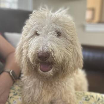 Pete -  Poodle and Mixed Breed Dog for Adoption in Jarrettsville, Maryland - Pete | PetCurious