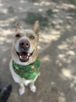 Shepherd and Husky Dogs Available for Adoption - Apollo  | PetCurious