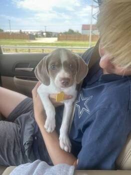 Tutu -  Dachshund and Mixed Breed Dog for Adoption in Fort Worth, Texas - Tutu | PetCurious