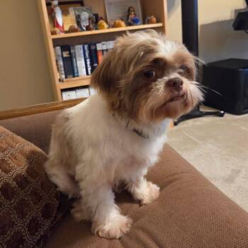 Graham -  Shih Tzu Dog for Adoption in Santa Fe, Texas - Graham | PetCurious