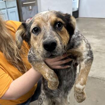 Mixed Breed Dogs Available for Adoption in Corbin, Kentucky - Lady | PetCurious