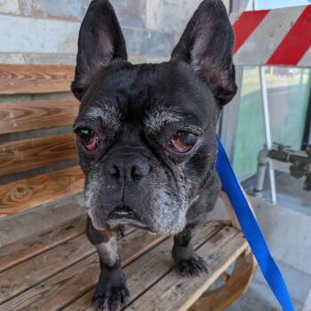 Scottie -  French Bulldog Dog for Adoption in St. Augustine, Florida - Scottie | PetCurious