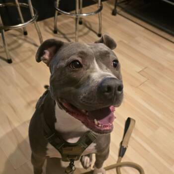 Governor AKA Gunner -  Pit Bull Terrier Dog for Adoption in Hanna City, Illinois - Governor AKA Gunner | PetCurious