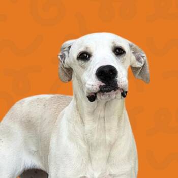 Medusa -  Great Dane and Mixed Breed Dog for Adoption in Reno, Nevada - Medusa | PetCurious