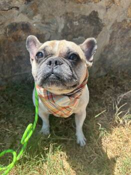 Petuni -  French Bulldog Dog for Adoption in San Diego, California - Petuni | PetCurious