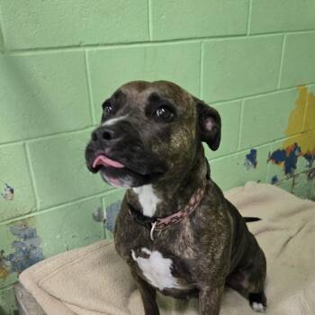 Cedar 26-154 -  Pit Bull Terrier Dog Available for Adoption in Tawas City, Michigan - Cedar 26-154 | PetCurious