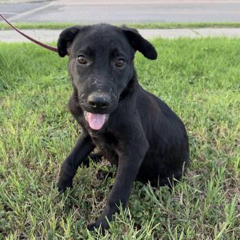 Bear -  Labrador Retriever and Shepherd Dog for Adoption in Harlingen, Texas - Bear | PetCurious