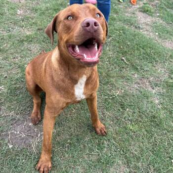 Chocolate Labrador Retriever and American Staffordshire Terrier Dogs Available for Adoption in Kerrville, Texas - Big Red #300.26 | PetCurious