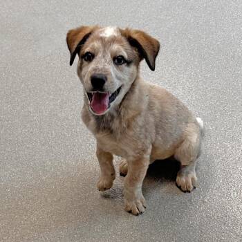 Plum -  Mixed Breed Dog for Adoption in Hailey, Idaho - Plum | PetCurious