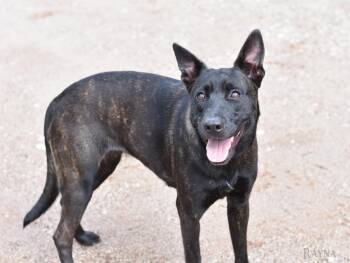 Rayna -  Dutch Shepherd and Mixed Breed Dog for Adoption in Houston, Texas - Rayna | PetCurious