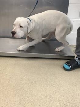 Rescue Bull Terrier and Mixed Breed Dogs for Adoption in Fort Worth, Texas - D2 | PetCurious