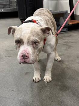 Pit Bull Terrier Dogs Available for Adoption - HERMES | PetCurious