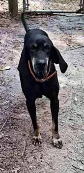 Moe (GA) -  Black And Tan Coonhound Dog for Adoption - Moe (GA) | PetCurious