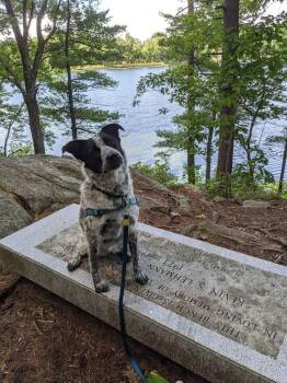 Pepper (NY) -  Australian Cattle Dog Blue Heeler and Border Collie Dog for Adoption in Brewster, New York - Pepper (NY) | PetCurious