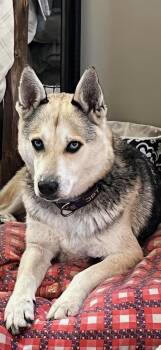 Shepherd and Siberian Husky Dogs Available for Adoption in Washington Court House, Ohio - Del | PetCurious