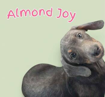 Almond Joy -  Mixed Breed Dog for Adoption in Ottawa Hills, Ohio - Almond Joy | PetCurious