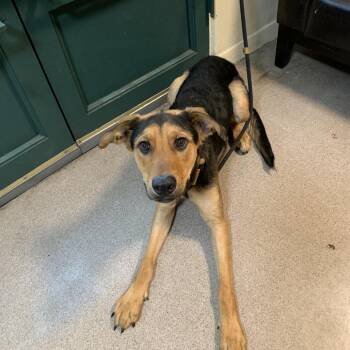 Nebula -  Shepherd Dog for Adoption in Pasadena, California - Nebula | PetCurious