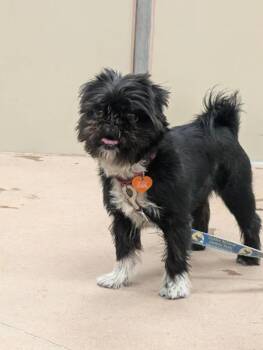 Shih Tzu and Mixed Breed Dogs Available for Adoption in Fort Collins, Colorado - Mermista | PetCurious