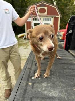 Bear -  Chihuahua Dog for Adoption in Louisville, Illinois - Bear | PetCurious