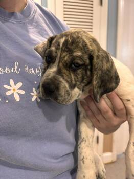 Labrador Retriever Dogs Available for Adoption - Dime | PetCurious